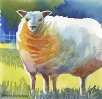 Sheep II Fine Art Print
