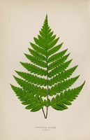 Acrostichum Alienum Fine Art Print