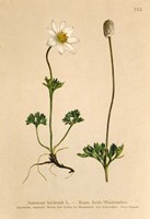 Anemone Baldensis Fine Art Print