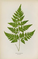 Davallia Pyxidata Fine Art Print