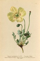 Papaver Pyrenaicum Fine Art Print