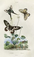 Papillons - Parnassie Fine Art Print
