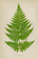 Polybotrya Osmundacea Fine Art Print