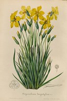 Sisyrinchium Longistylum Fine Art Print