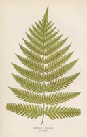 Woodwardia Radicans Fine Art Print