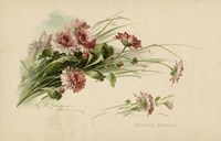 Double Daisies Color Fine Art Print