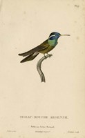 Oiseau-Mouche Arsenne Fine Art Print