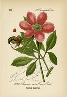 Paeonia Corallina Fine Art Print