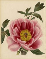 Paeonia Montan Fine Art Print
