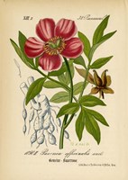 Paeonia Officinalis Fine Art Print