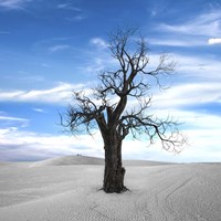 Dead Tree Fine Art Print