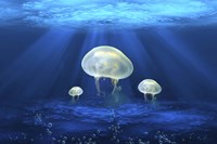 Jelly Fish 2 Fine Art Print