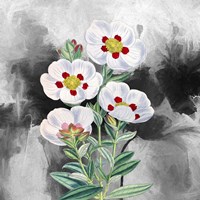 White Flowers 1 Fine Art Print