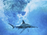 Sea Life 1 Fine Art Print