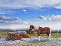 Winter On The Way Fine Art Print