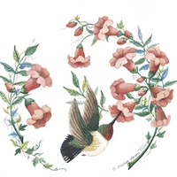 Male Broad Tailed Hummingbird Fine Art Print