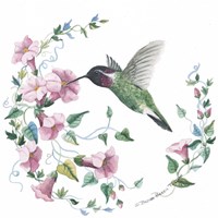 Male Costas Hummingbird Fine Art Print