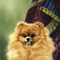 Pomeranian Fine Art Print