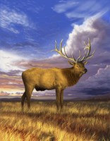 Elk at Sunset Fine Art Print