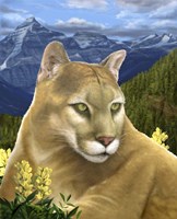 Rockies Mountain Lion Fine Art Print