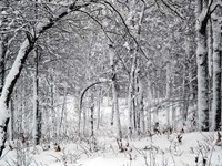 Trees In Snow Fine Art Print