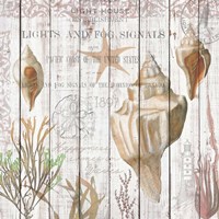 Seashells on Driftwood Panel Fine Art Print