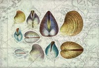 Seashells on Map I Fine Art Print
