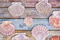 Pecten Shells on Planks Fine Art Print
