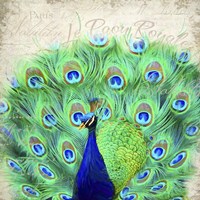 Royal Peacock Fine Art Print