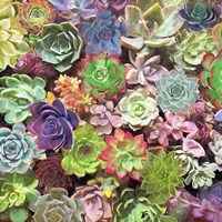 Little Succulent Garden II Fine Art Print