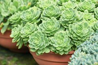 Potted Succulents I Fine Art Print