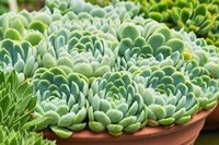 Potted Succulents II Fine Art Print