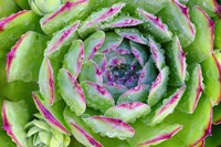 Sempervivum Close Up Fine Art Print