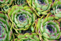 Sempervivum Fine Art Print