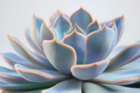 Succulent Close Up III Fine Art Print