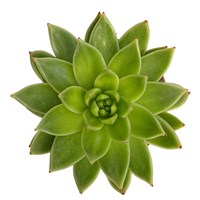 Succulent Cut Out 1 Fine Art Print