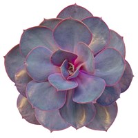 Succulent Cut Out 2 Fine Art Print