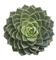 Succulent Cut Out 3 Fine Art Print
