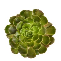 Succulent Cut Out 4 Fine Art Print