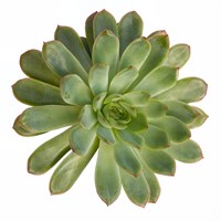 Succulent Cut Out 5 Fine Art Print