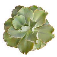 Succulent Cut Out 7 Fine Art Print