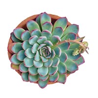 Succulent Cut Out 10 Fine Art Print