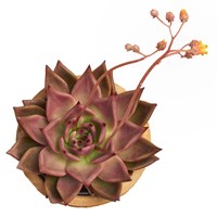 Succulent Cut Out 11 Fine Art Print