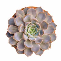 Succulent Cut Out 12 Fine Art Print