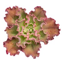 Succulent Cut Out 13 Fine Art Print