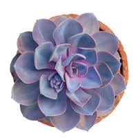 Succulent Cut Out 14 Fine Art Print