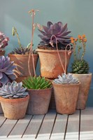 Succulent on Table I Fine Art Print