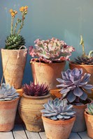 Succulent on Table II Fine Art Print
