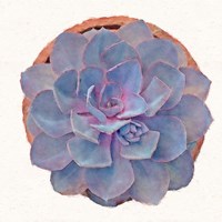 Succulent Watercolor Study Fine Art Print