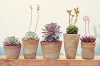 Succulent Window I Fine Art Print